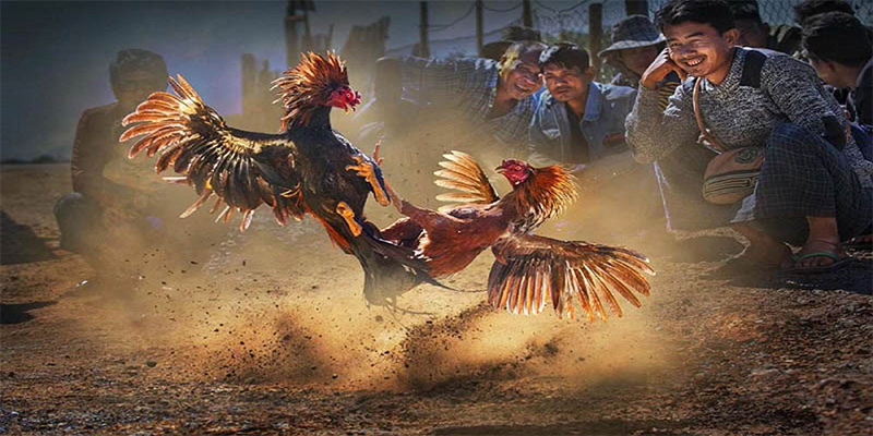 pk88 chơi bắn cá đổi thưởng
