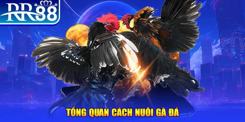 pk88 VA Điện Tử
