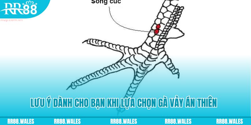 pk88 xổ số đồng nai